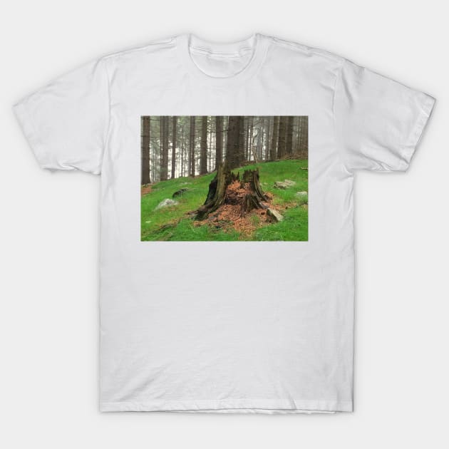 Old Tree Stump T-Shirt by ephotocard